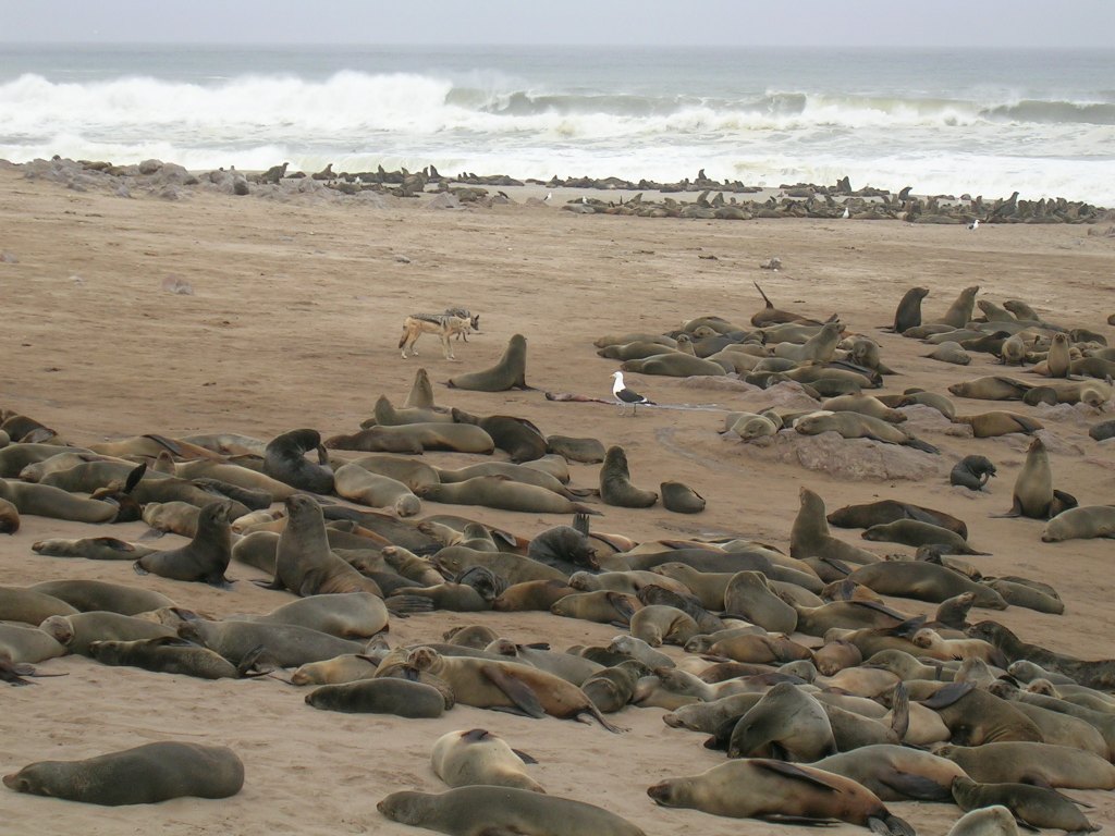 Day_11.06_Skeleton_Coast