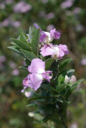 2004-08-29_IMGP2837